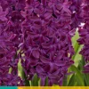Bloembollen|Ecocheques|ohgreen 5 hyacinthus woodstock