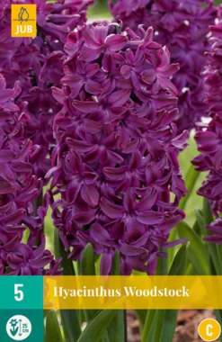 Bloembollen|Ecocheques|ohgreen 5 hyacinthus woodstock