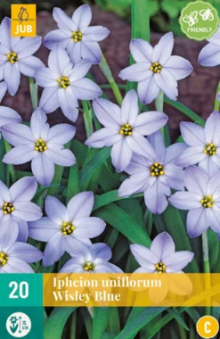 Bloembollen|Ecocheques|ohgreen 20 ipheion un. wisley blue