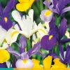 Bloembollen|Ecocheques|ohgreen 25 iris hollandica mix
