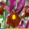 Bloembollen|Ecocheques|ohgreen 10 iris hollandica red ember