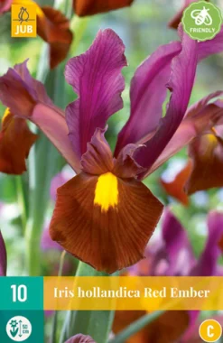 Bloembollen|Ecocheques|ohgreen 10 iris hollandica red ember
