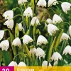 Bloembollen|Ecocheques|ohgreen 20 leucojum aestivum