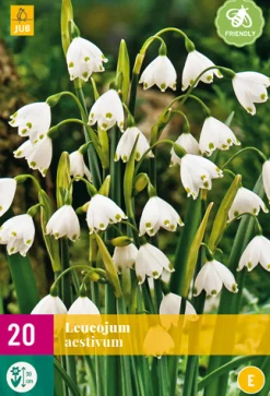 Bloembollen|Ecocheques|ohgreen 20 leucojum aestivum