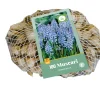Bloembollen|Ecocheques|ohgreen 100 muscari armeniacum