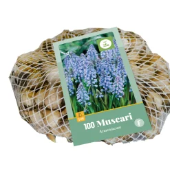 Bloembollen|Ecocheques|ohgreen 100 muscari armeniacum
