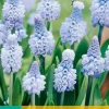 Bloembollen|Ecocheques|ohgreen 10 muscari azureum