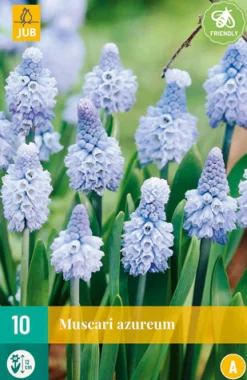 Bloembollen|Ecocheques|ohgreen 10 muscari azureum