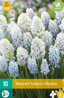 Bloembollen|Ecocheques|ohgreen 10 muscari nature's beauty