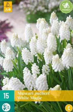 Bloembollen|Ecocheques|ohgreen 15 muscari white magic