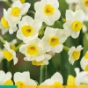 Bloembollen|Ecocheques|ohgreen 5 narcissus avalanche