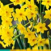 Bloembollen|Ecocheques|ohgreen 5 narcissus baby boomer