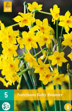 Bloembollen|Ecocheques|ohgreen 5 narcissus baby boomer
