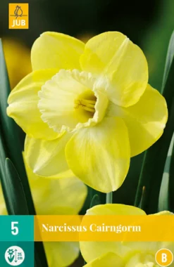 Bloembollen|Ecocheques|ohgreen 5 narcissus cairngorm