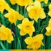Bloembollen|Ecocheques|ohgreen 5 narcissus carlton