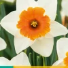 Bloembollen|Ecocheques|ohgreen 5 narcissus chromacolor