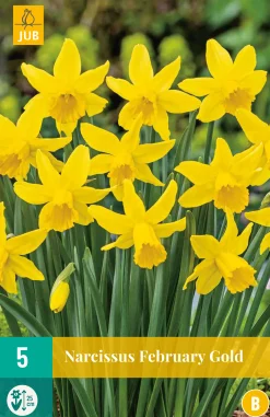 Bloembollen|Ecocheques|ohgreen 5 narcissus february gold