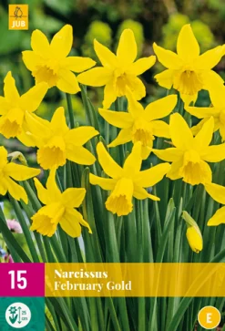 Bloembollen|Ecocheques|ohgreen 15 narcissus february gold