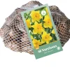 Bloembollen|Ecocheques|ohgreen 40 narcissus geel