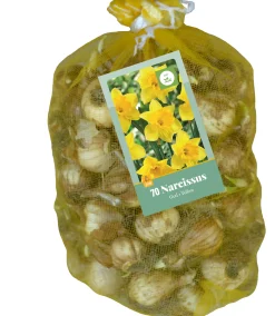 Bloembollen|Ecocheques|ohgreen 70 narcissus geel