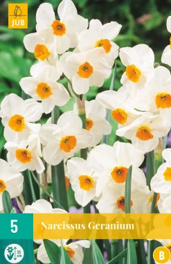 Bloembollen|Ecocheques|ohgreen 5 narcissus geranium