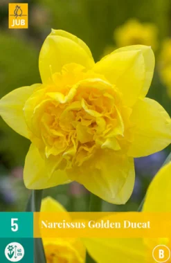 Bloembollen|Ecocheques|ohgreen 5 narcissus golden ducat