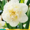 Bloembollen|Ecocheques|ohgreen 5 narcissus ice king