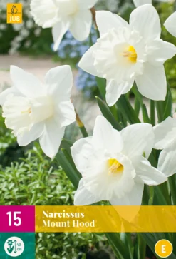 Bloembollen|Ecocheques|ohgreen 15 narcissus mount hood
