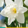 Bloembollen|Ecocheques|ohgreen 5 narcissus mount hood