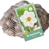 Bloembollen|Ecocheques|ohgreen 30 narcissus recurvus