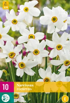 Bloembollen|Ecocheques|ohgreen 10 narcissus recurvus