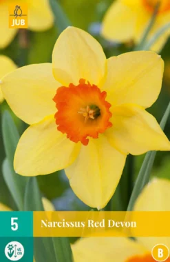 Bloembollen|Ecocheques|ohgreen 5 narcissus red devon