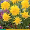 Bloembollen|Ecocheques|ohgreen 5 narcissus rip van winkle