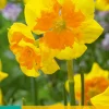 Bloembollen|Ecocheques|ohgreen 5 narcissus slice of life