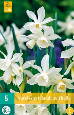Bloembollen|Ecocheques|ohgreen 5 narcissus triandrus thalia
