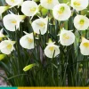 Bloembollen|Ecocheques|ohgreen 5 narcissus white petticoat