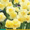 Bloembollen|Ecocheques|ohgreen 5 narcissus yellow cheerfulness
