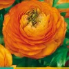 Bloembollen|Ecocheques|ohgreen 10 ranunculus oranje