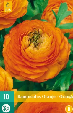 Bloembollen|Ecocheques|ohgreen 10 ranunculus oranje