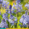 Bloembollen|Ecocheques|ohgreen 10 scilla litardierei