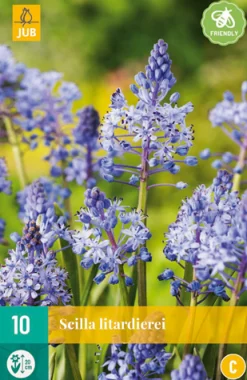 Bloembollen|Ecocheques|ohgreen 10 scilla litardierei