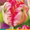 Bloembollen|Ecocheques|ohgreen 7 tulipa apricot parrot