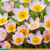 Bloembollen|Ecocheques|ohgreen 10 tulipa bakeri lilac wonder