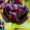 Bloembollen|Ecocheques|ohgreen 5 tulipa black hero