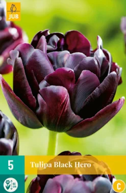 Bloembollen|Ecocheques|ohgreen 5 tulipa black hero