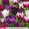 Bloembollen|Ecocheques|ohgreen 12 tulipa blueberry mix