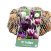 Bloembollen|Ecocheques|ohgreen 35 tulipa blueberry mix