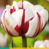 Bloembollen|Ecocheques|ohgreen 5 tulipa carnaval de nice