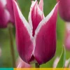Bloembollen|Ecocheques|ohgreen 7 tulipa claudia