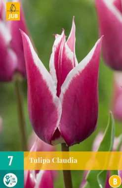 Bloembollen|Ecocheques|ohgreen 7 tulipa claudia